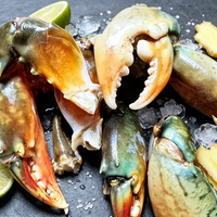 Mud Crab